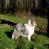 Argitxu des Bordes Rouges, 6 mois.